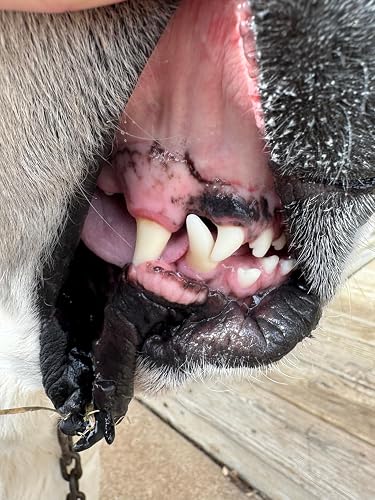 Photo of their dog’s teeth shared with this review